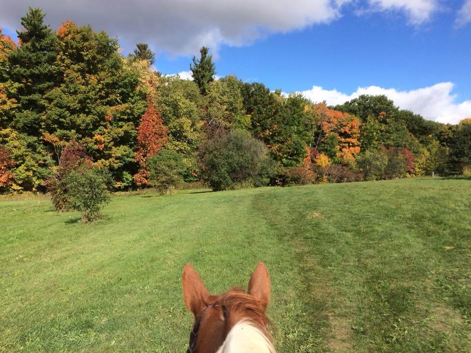 Horseback adventure in a field and forest